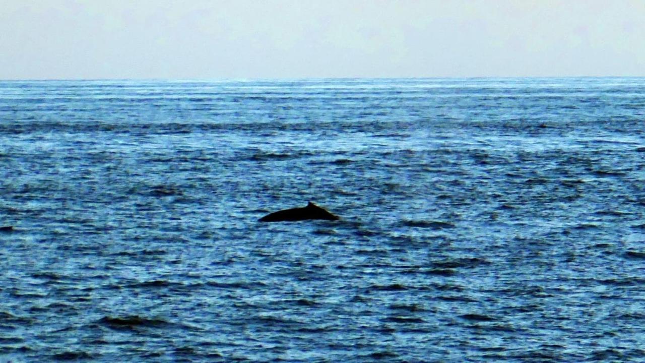 Casa De Playa Paraiso Terrenal San Juanillo Bagian luar foto